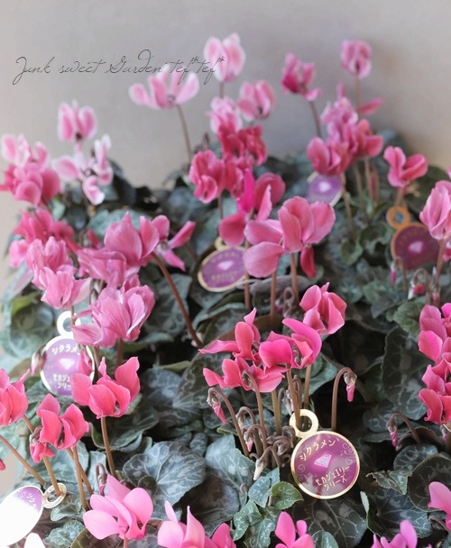 ガーデンシクラメン・ジュエリーシリーズ 『モカ』 【チョコ