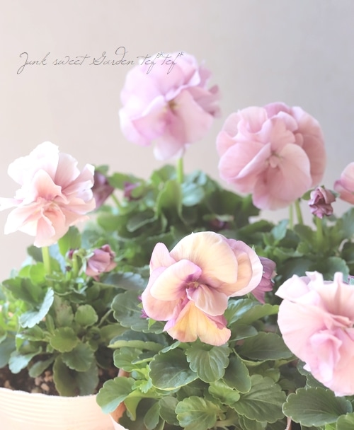 ファビュラス ◇八重咲きパンジー 『ファビュラス』 ピンク | すべての商品 | | Junk