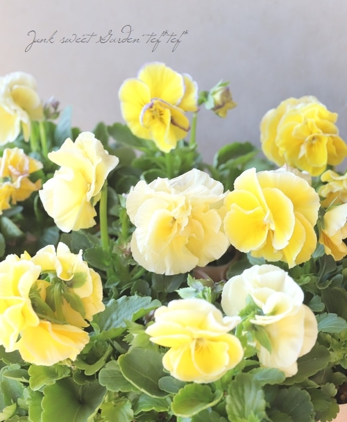 ◇八重咲きパンジー 『ファビュラス』 レモン | すべての商品 | | Junk