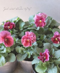 臘ꥸʥӥ顡إեԡ Ѥ餭ڥ磻