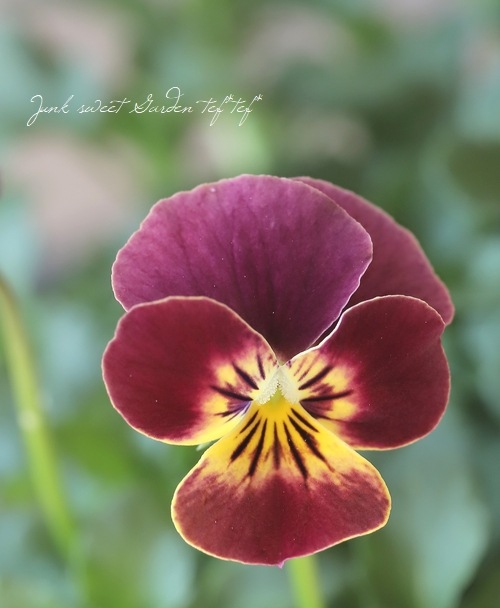 シェリー　ローズパンジーファゲットミーノット　バラパンジースミレ　サラダボウル シェリー ローズパンジーファゲットミーノット バラパンジー