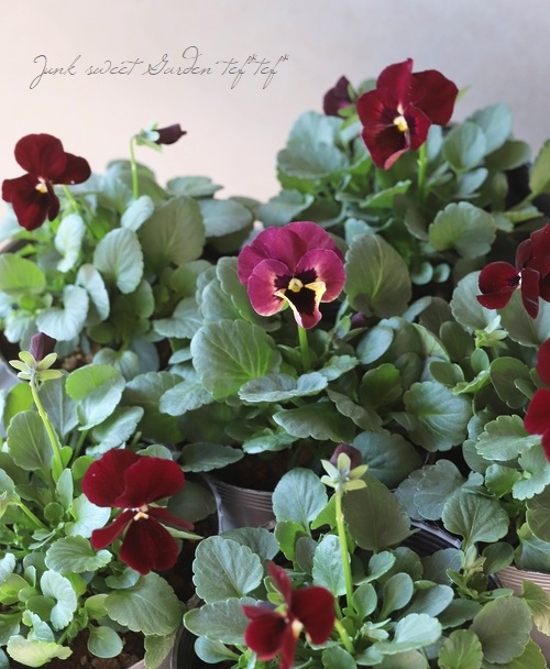 ☆育種うえたオリジナルビオラ 『ディアーナ』 変わり咲き【ワイン