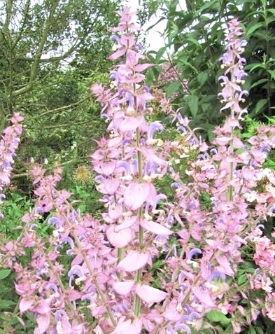 宿根サルビア・スクラレア 『バチカンピンク』 クラリーセージ