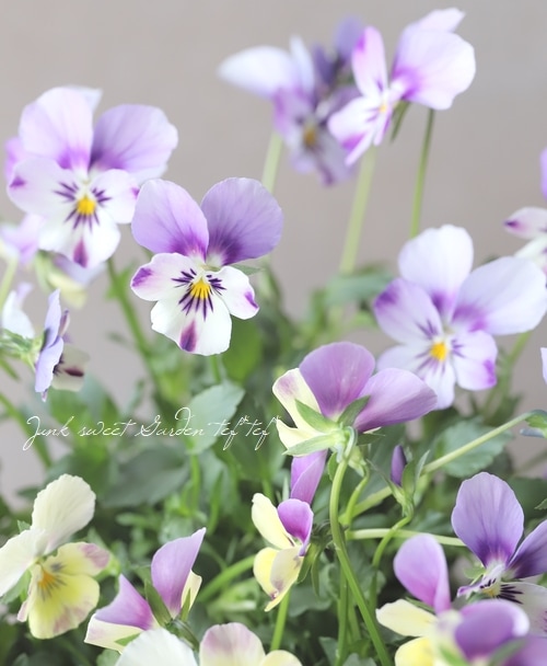 ○ROKA HEARTS 育種ビオラ 『ラビットウィングス』 | すべての商品