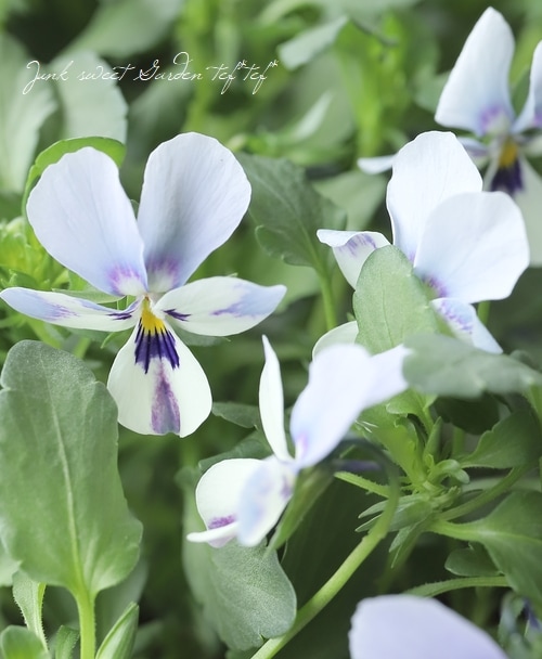 ○ROKA HEARTS 育種ビオラ 『ブルーウィングス』 【C】 | すべての商品