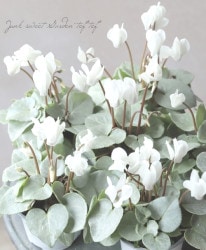 ǥߥ˥󡡡إСӥ塼ƥ١ڥۥ磻ȡ