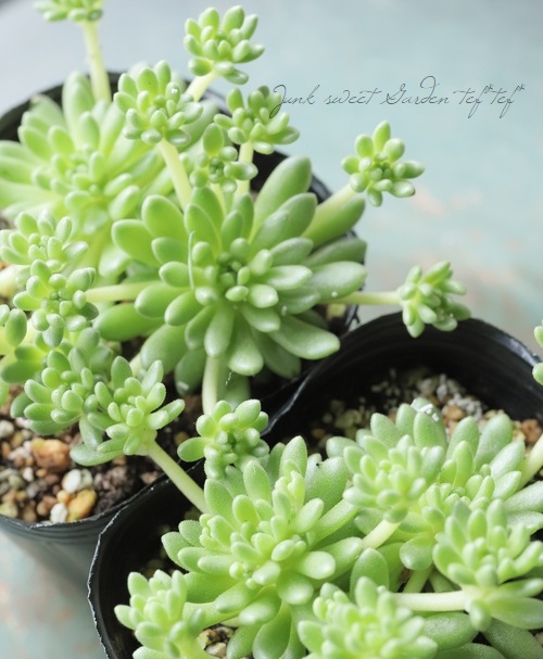 多肉植物】セダム 『ウィンクレリー』 | すべての商品 | | Junk sweet