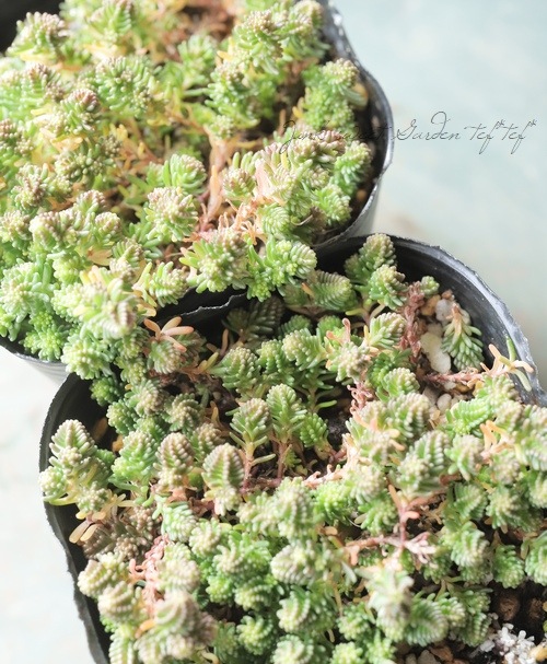 多肉植物】セダム サクサグラレ 『モスグリーン』 | すべての商品