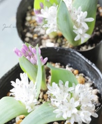 ڵ庬ʪ ݥꥭʡإޥˡ 2餭