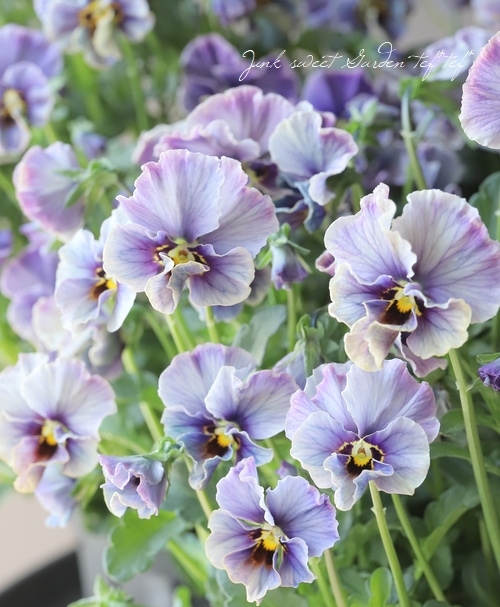 ○佐藤さん育種・個性派ビオラ・ヌーヴェルヴァーグ 『ラピスラズリ