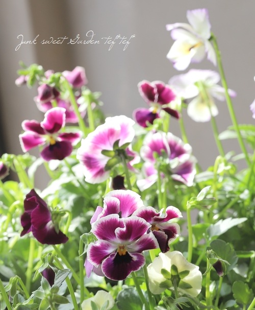 ○ROKA HEARTS 育種ビオラ 『バードダンス』 | すべての商品 | | Junk