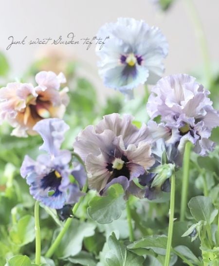 ○育種家ビオラ 『レディ』 | すべての商品 | | Junk sweet Garden tef