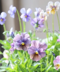 ����¼ζŵ������ӥ��顡�إ֥�������ե�����ɡ�