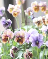 ����¼ζŵ������ӥ��顡�ط��Ԥ����꡼����