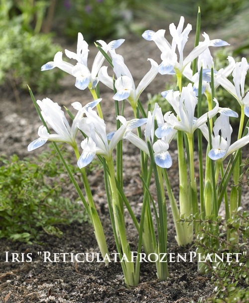 地球と花 入荷情報20240404 : 沖原園芸｜ガーデニング専門店 廿日市市