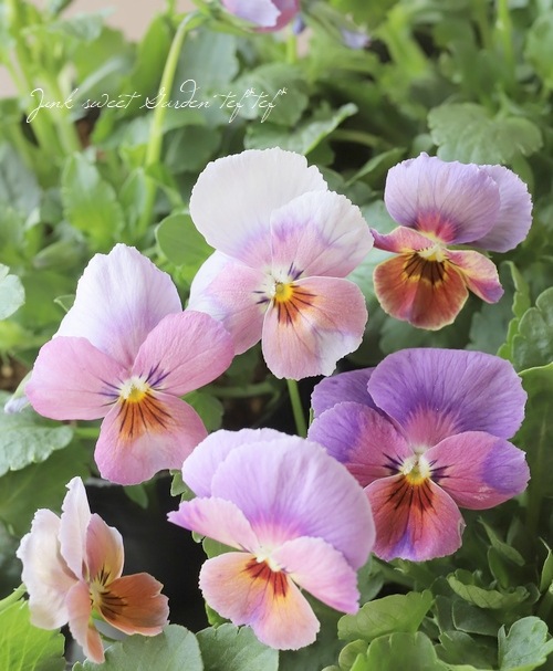 B・F・S collaboration】 みもとコラボビオラ 『B64』 | すべての商品