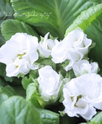 �ץ��顦���֥�ƥ� �إԥ奢�ۥ磻�ȡ�