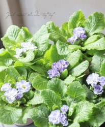 �Х�餭�ץ��� �إ������١��֥롼