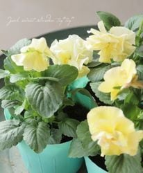 ȾȬź餭ѥ󥸡ؤդɤ줹١ڥ