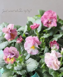 ȾȬź餭ѥ󥸡ؤդɤ줹١ڥԥ󥯡