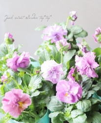 ��ȾȬ�ź餭�ѥ󥸡����ؤդ�ɤ줹�١��ڥ�٥������