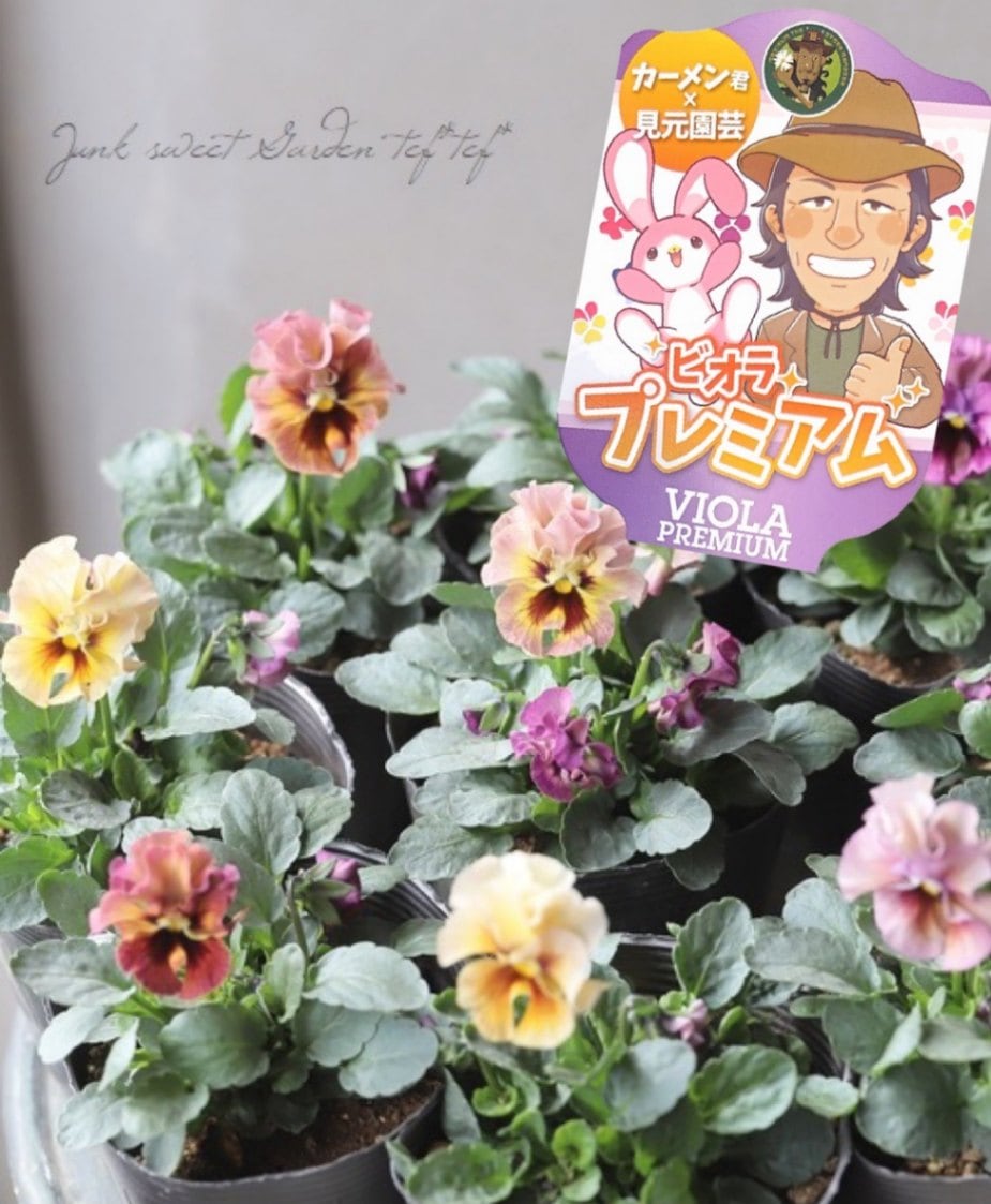 M*♡様 ビオラ ♡パルプンテ ♡カゴ付き♡匿名宅配便発送♡キレイ