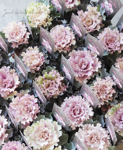 □葉牡丹 『ヴィンテージベイン』 フリル | すべての商品 | | Junk