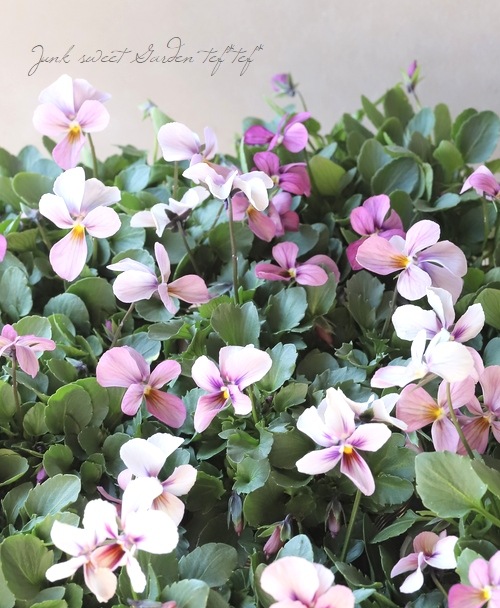 ★パピヨン★ 園芸ネット本店｜うえたコレクションビオラ：パピヨンワールド3.5号