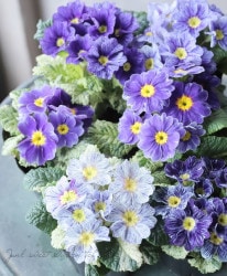 ������ץ��顦����ꥢ�� �ϥ��֥�åȡ��إ��֥�١��֥롼