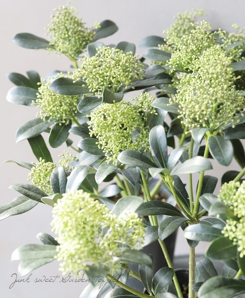 常緑低木　スキミア　ルベラ 耐寒性常緑低木 スキミア 『ルベラ』 | すべての商品 | | Junk sweet