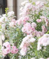 �Ĥ�ߥ˥Х顦���ޥĥ����ǥ󥪥ꥸ�ʥ��ʼ� ��̴���� -Yumeotome-�� �ڹ񻺥Υ��Х����ڻ��ѡ� ���ɥ������ץ�����