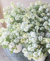 �������ȥ���å��ࡡ �إۥ磻�ȡߥ����