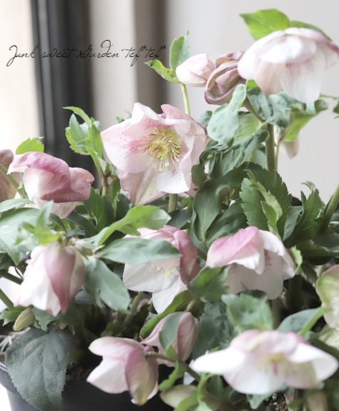 最新品種 クリスマスローズ 散らず桜 すべての商品 Junk Sweet Garden Tef Tef 最新品種 クリスマスローズ 散らず桜 すべての商品 Junk Sweet Garden Tef Tef