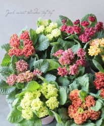 �ե�󥸺餭 �ץ��� ����ꥢ�󡡡إ��饷�����ѥ��