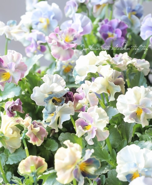 ○佐藤さん育種・個性派ビオラ・ヌーヴェルヴァーグ 『アンジュ』 【A