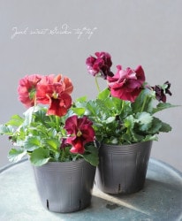 ����臘�������ꥸ�ʥ�ӥ��顡�ؽեޥ�ܡ��١��Ѥ��餭��A�����ס�