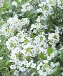 ȥåࡦ롼졡إΡե١ڥۥ磻ȡ 3Ĥʬ롪