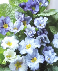 �ץ��顦����ꥢ�� �إ֥롼���å���