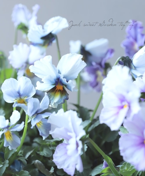 ○江原さん育種・個性派ビオラ 『ヌーヴェルヴァーグ』 【Fタイプ