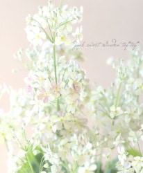 �ץ��顦�ޥ饳���ǥ� �إ����饤��˥奢�󥹡� ������¤�������ױ��