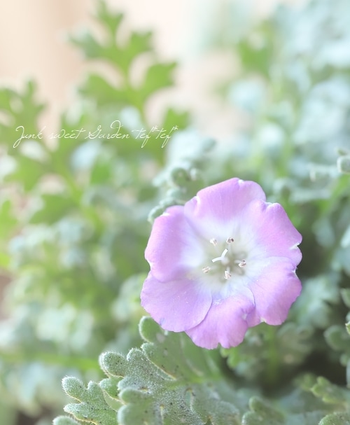 ネモフィラ 『アラタピンク』 新色！ | すべての商品 | | Junk sweet