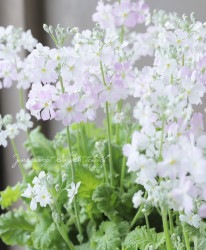 �ץ��顦�ޥ饳���ǥ��ʥ����饽���ˡ��إ�����ƥ����������