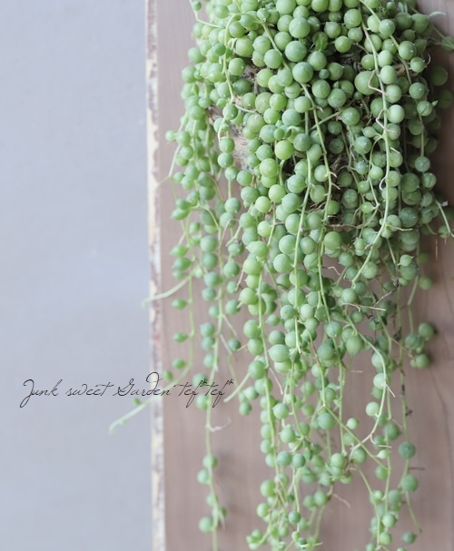 多肉植物】 『グリーンネックレス』 | すべての商品 | | Junk sweet