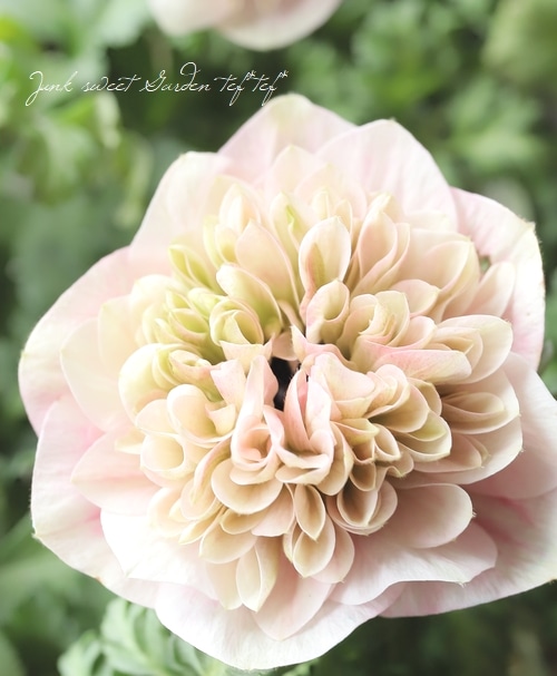 八重咲きアネモネ 『クラシカルピンク』 | すべての商品 | | Junk