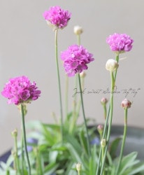 ꥢϥޥ󥶥 إХ꡼ʡ ԥ