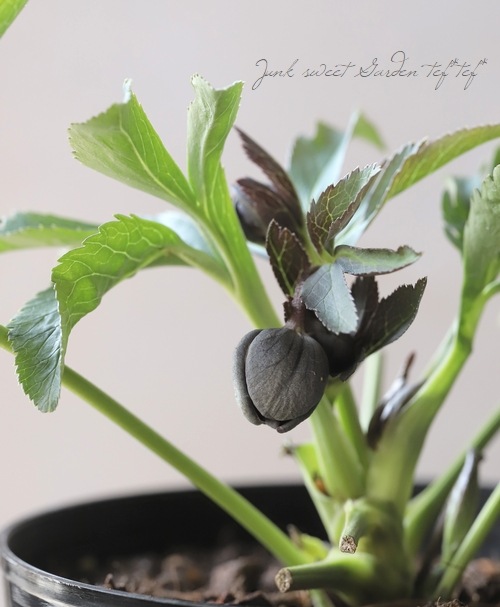 ㉕南11▪️株分け クリスマスローズ 大和園 ㉕南11▪️株分け クリスマスローズ 大和園