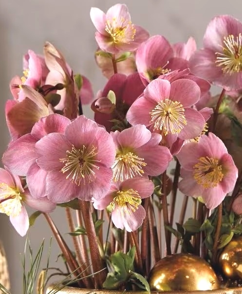 クリスマスローズ・ピンクニゲル 『バーブームシフラ』 メリクロン苗