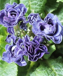 Ȭ�ź餭�ץ��顡�٥�꡼�� �إХ�ƥ��å��֥롼��