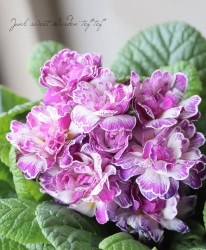 Ȭ�ź餭�ץ��顡�٥�꡼�� �إ饤�֥꡼�饤��å���