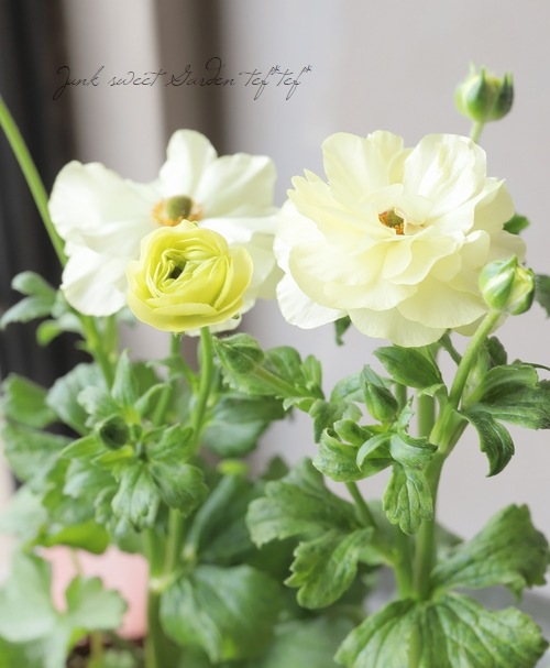 ラナンキュラス ラックスシリーズ 『ハリオス』 | すべての商品